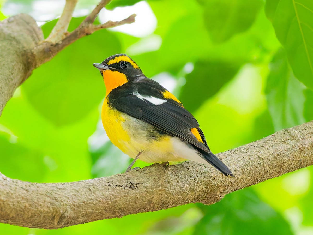 Narzissenschnäpper - ML645937738