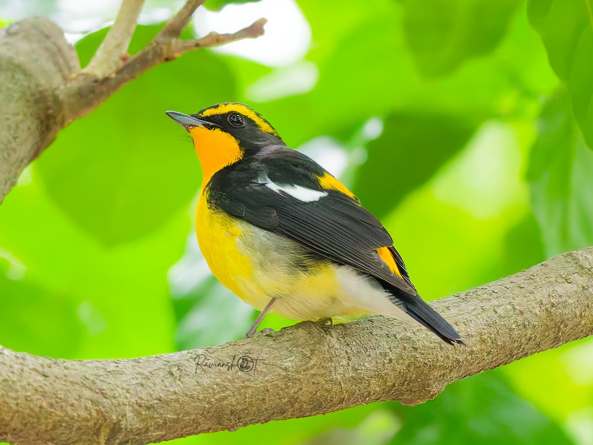 Narzissenschnäpper - ML645937739