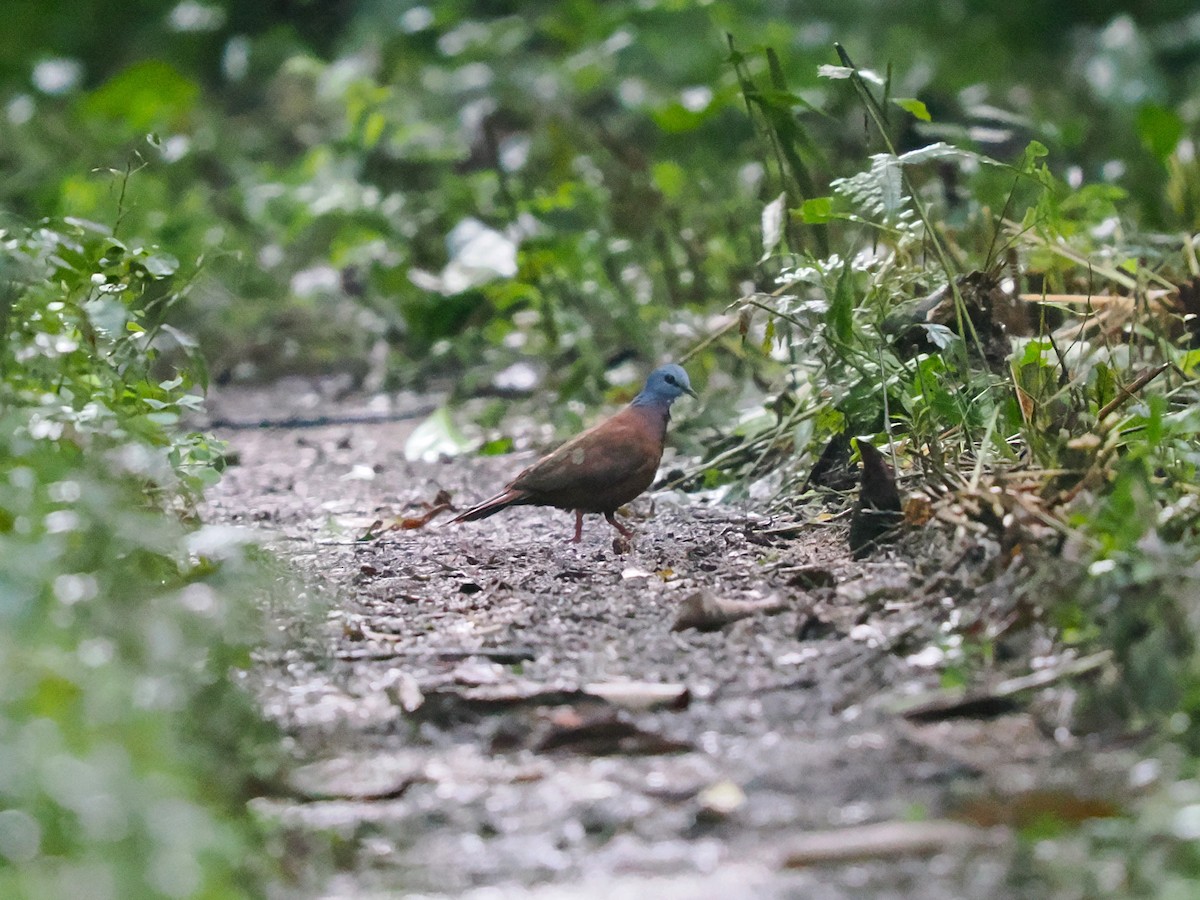 Blue-headed Wood-Dove - ML645937754