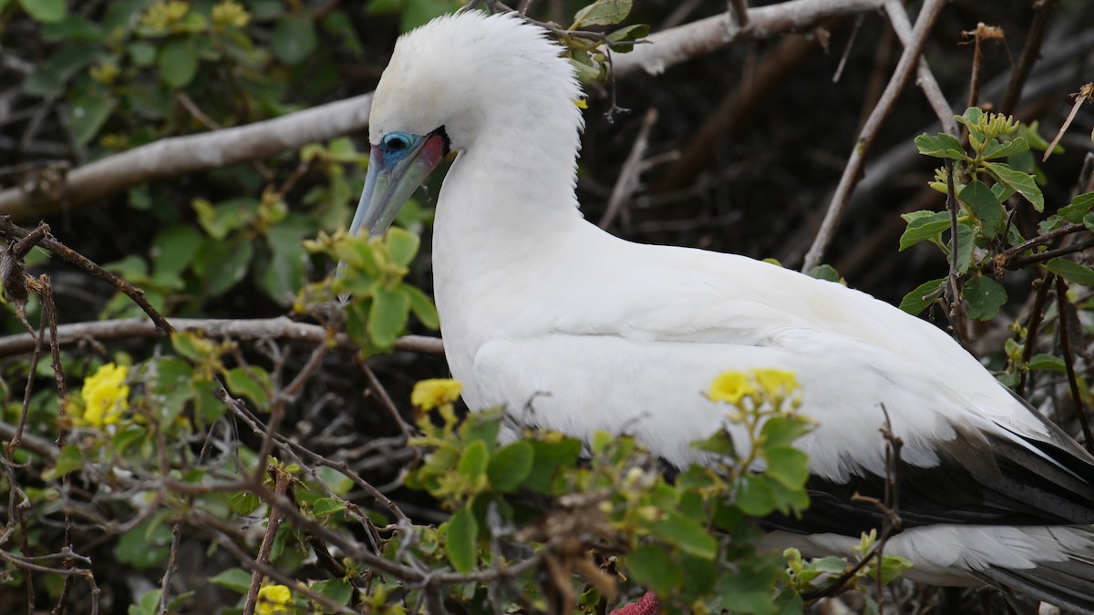 Сула червононога - ML645937759