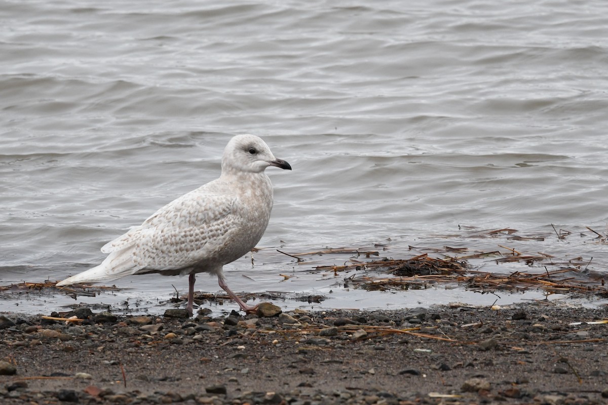 Iceland Gull - ML645937760