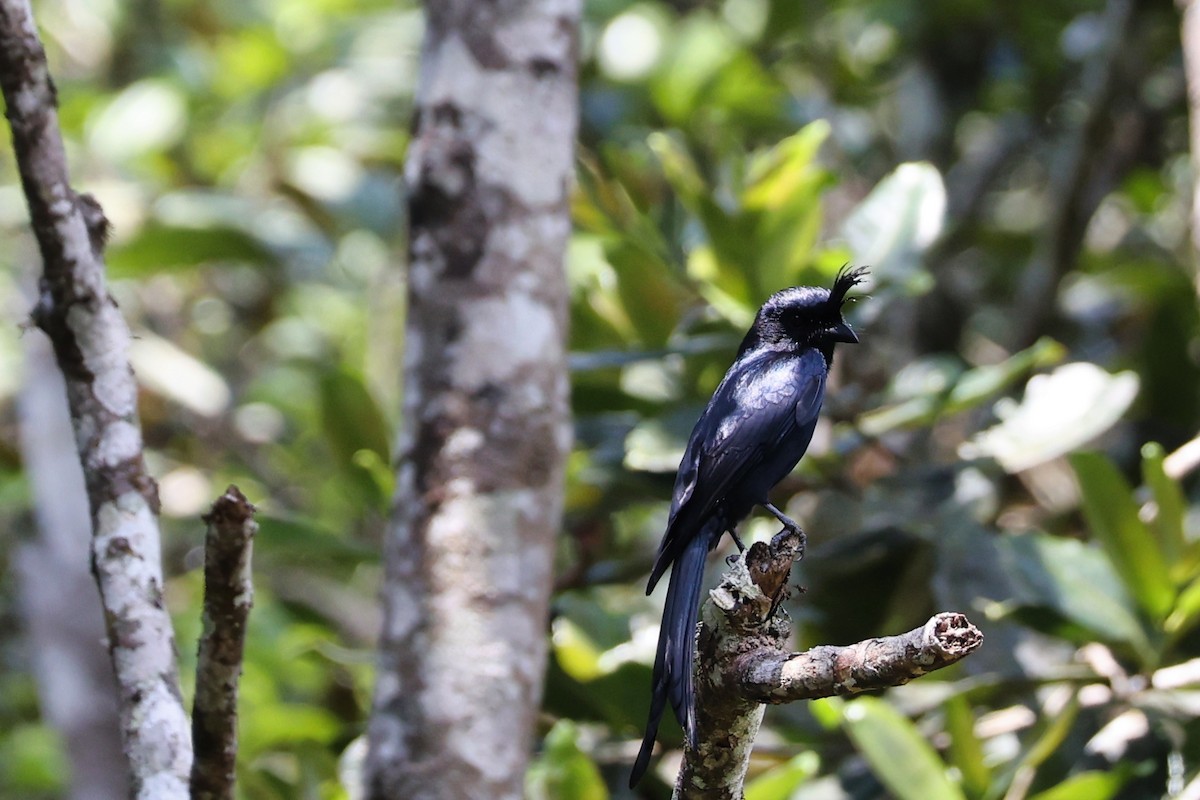 Crested Drongo - ML645937774