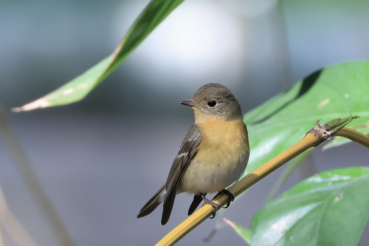 Mugimaki Flycatcher - ML645937780