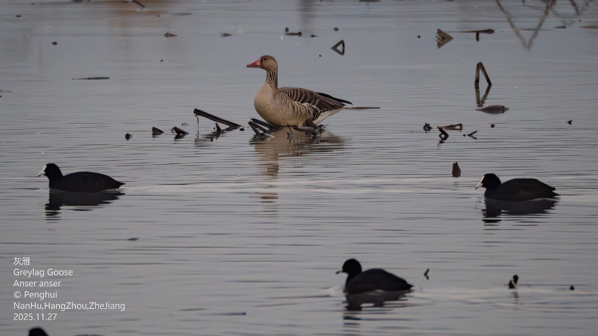 Гуска сіра - ML645937796