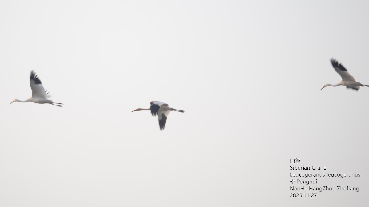 ソデグロヅル - ML645937802