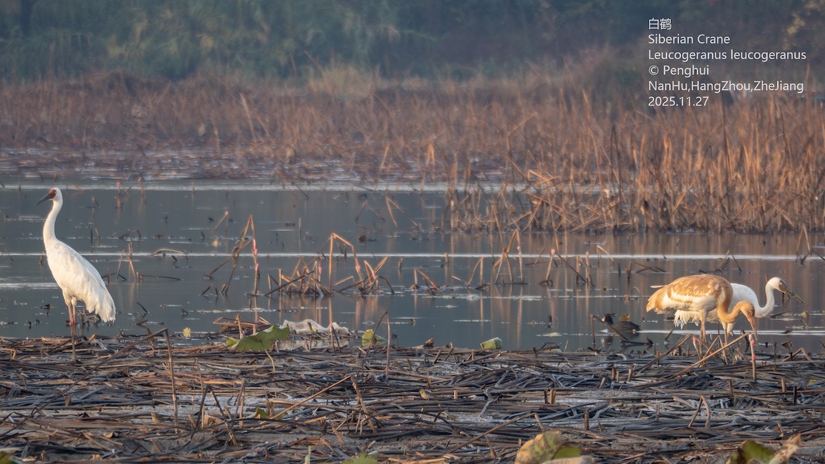 ソデグロヅル - ML645937806