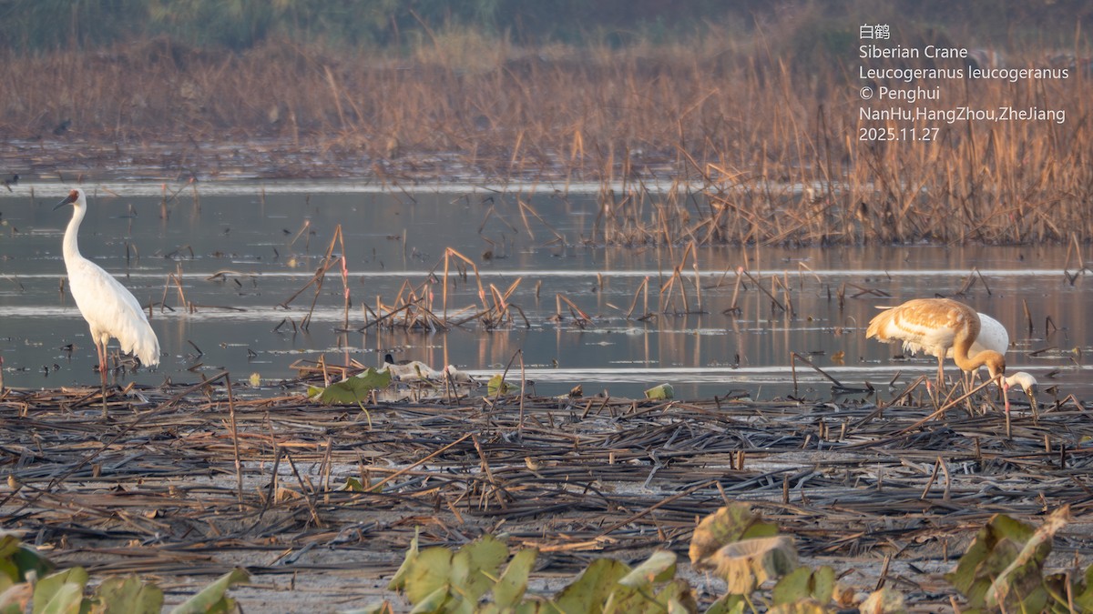 ソデグロヅル - ML645937807