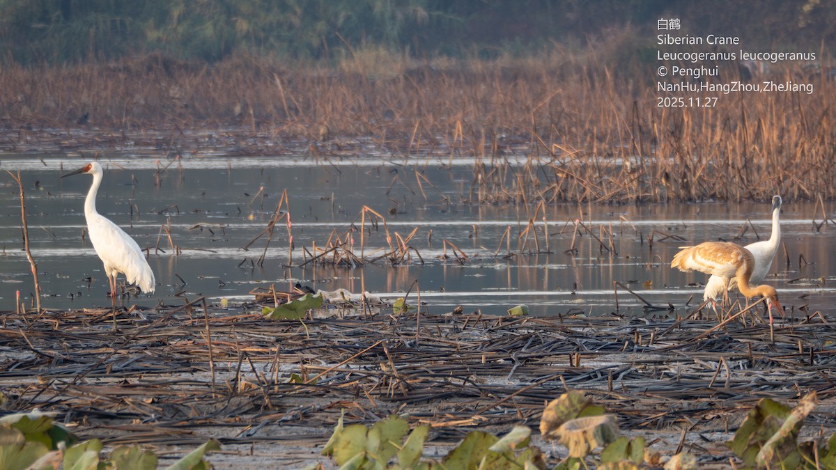 ソデグロヅル - ML645937811