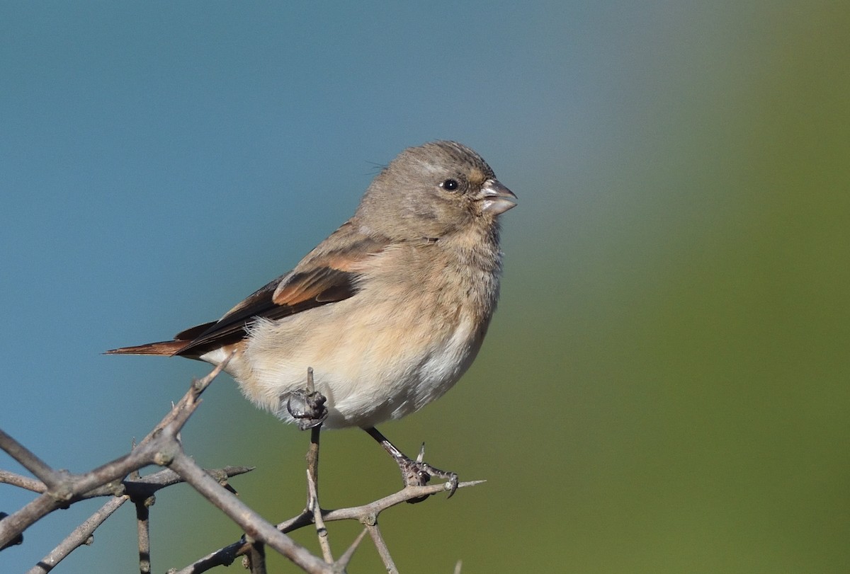 Black-headed Canary - ML645937812