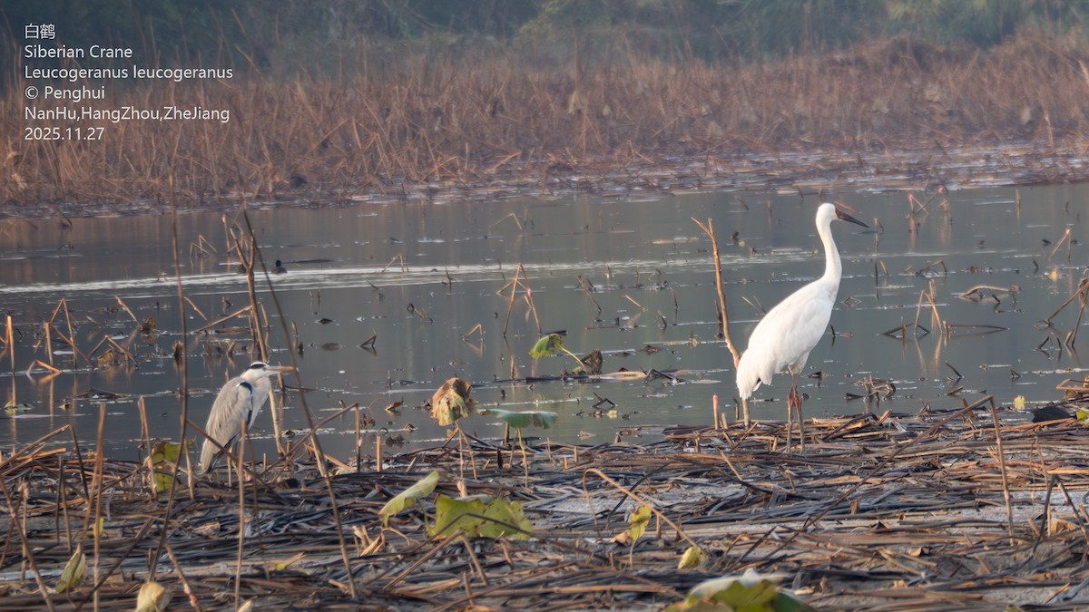 ソデグロヅル - ML645937815