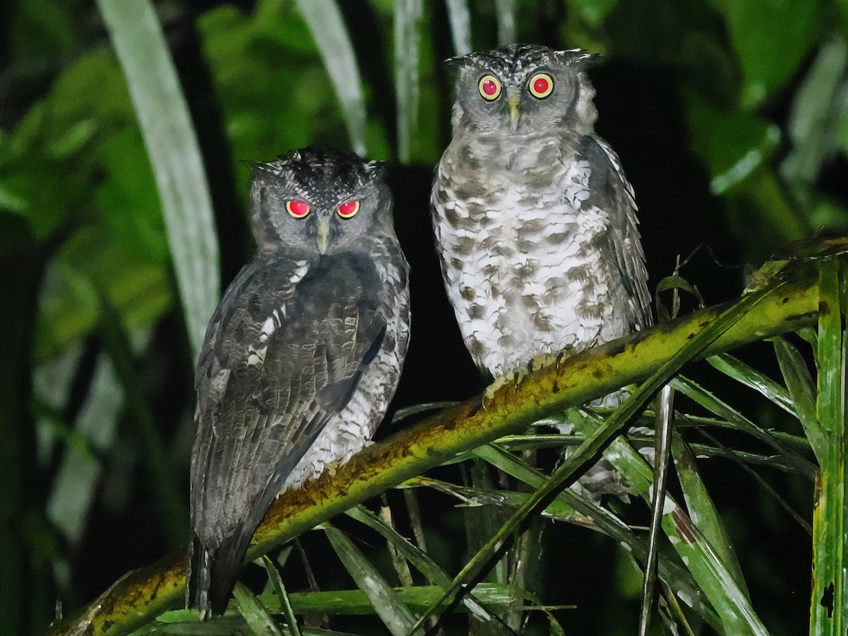 billehubro - ML645937841