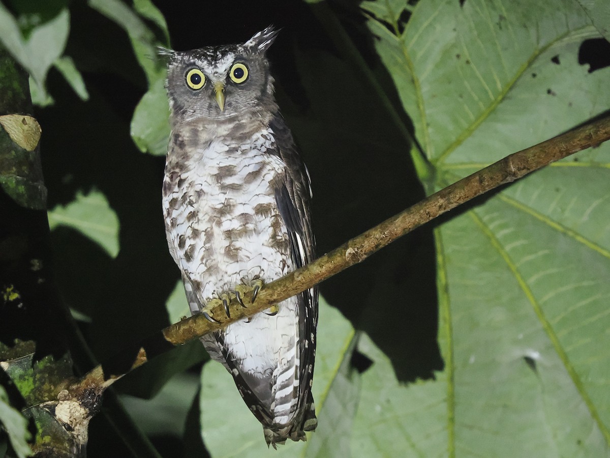 billehubro - ML645937842