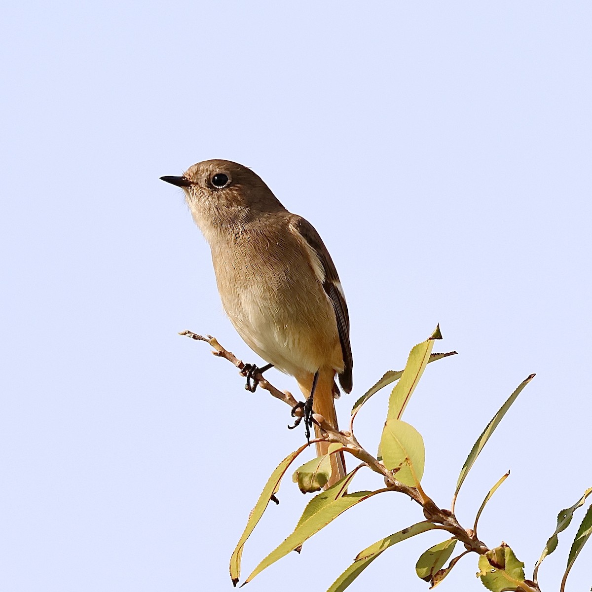 חכלילית סיבירית - ML645937855