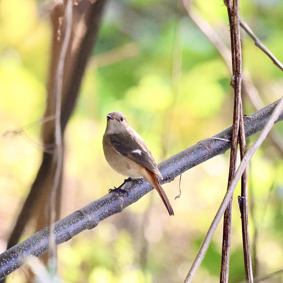 חכלילית סיבירית - ML645937856