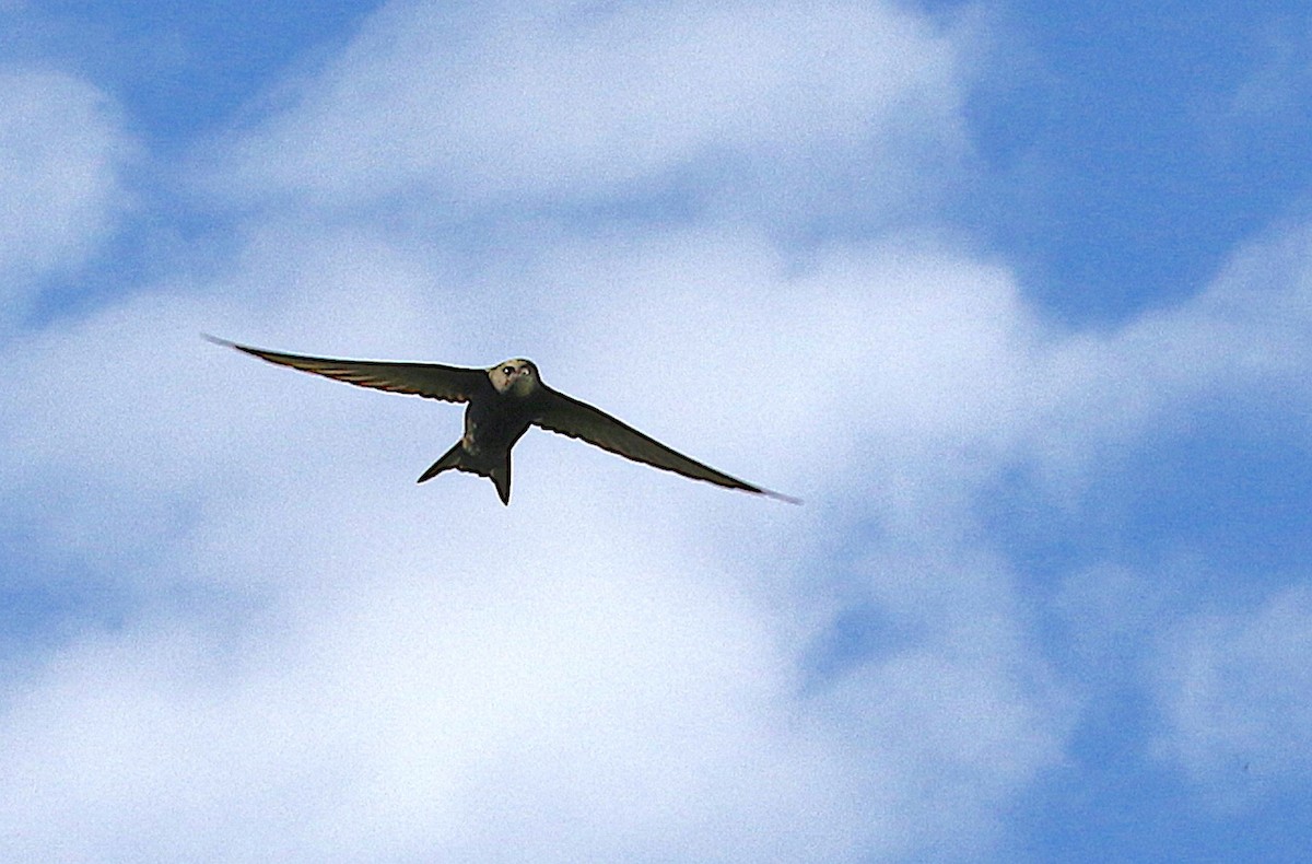 Common Swift - ML645937858