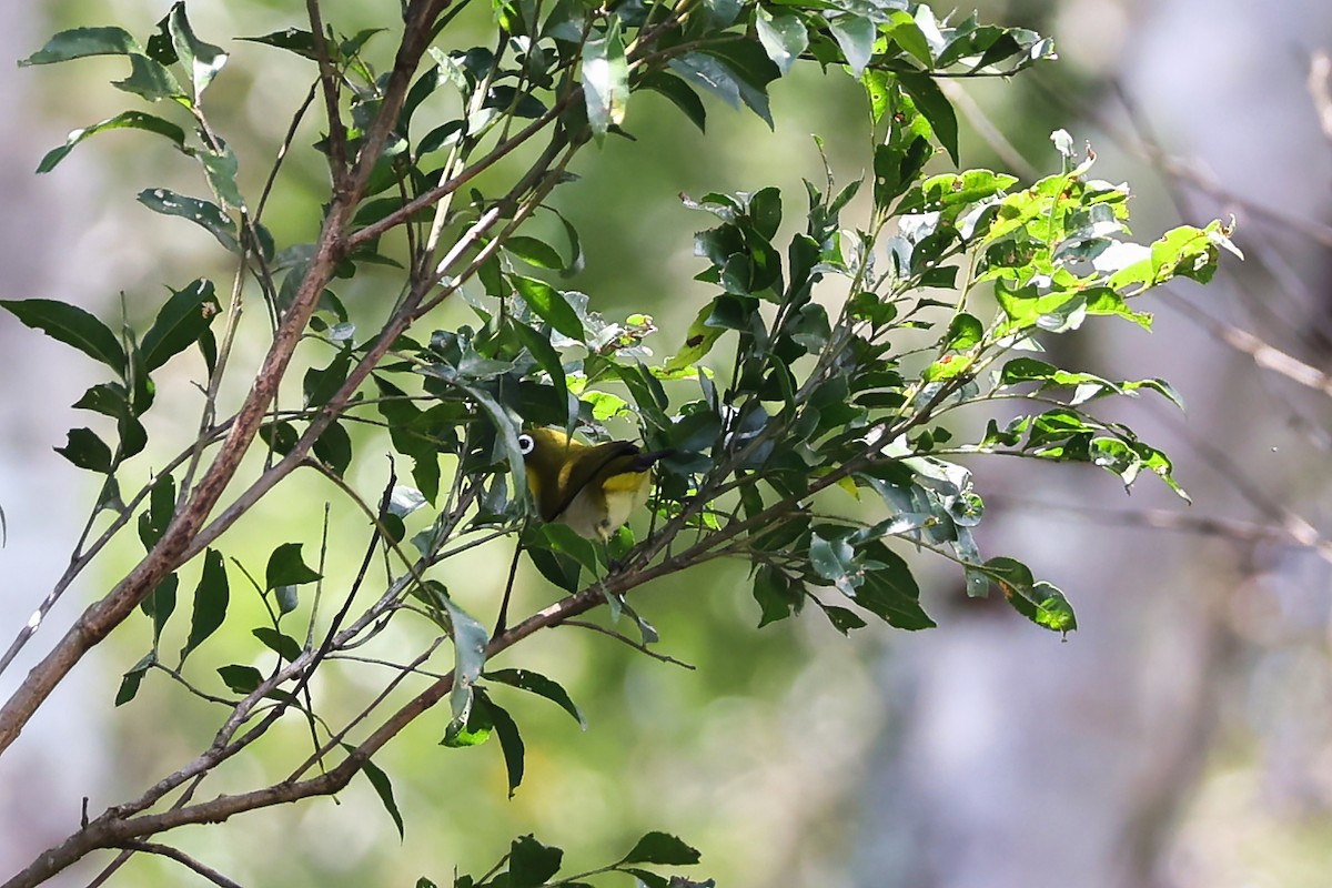 Malagasy White-eye - ML645937862