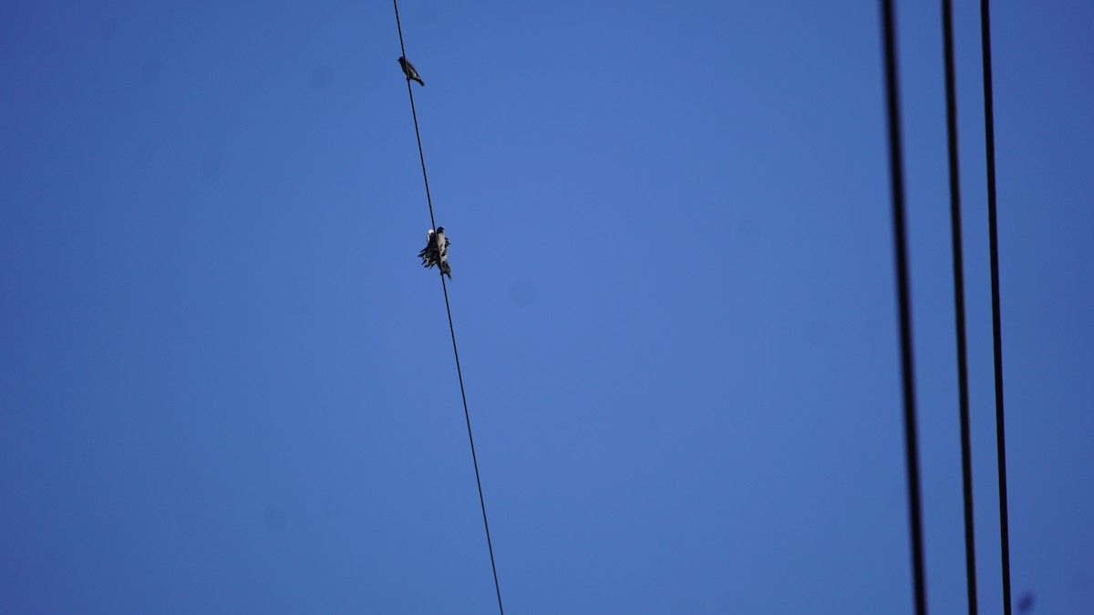 Ashy Woodswallow - ML645937863