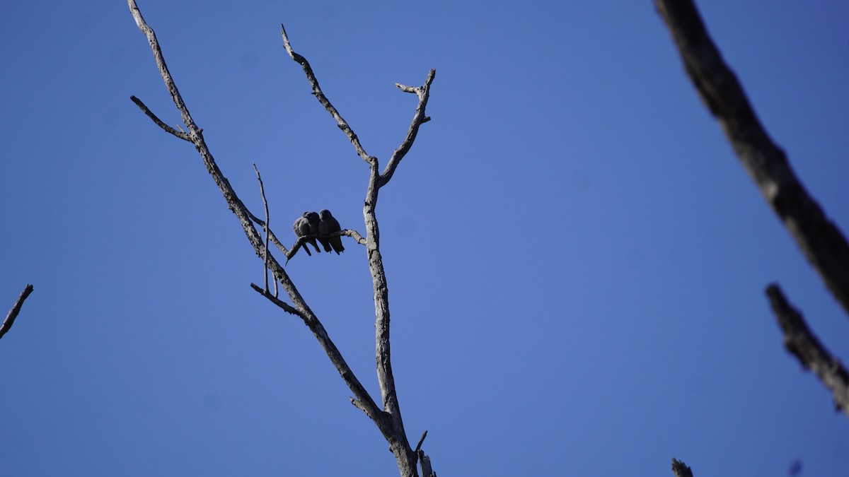 Ashy Woodswallow - ML645937864