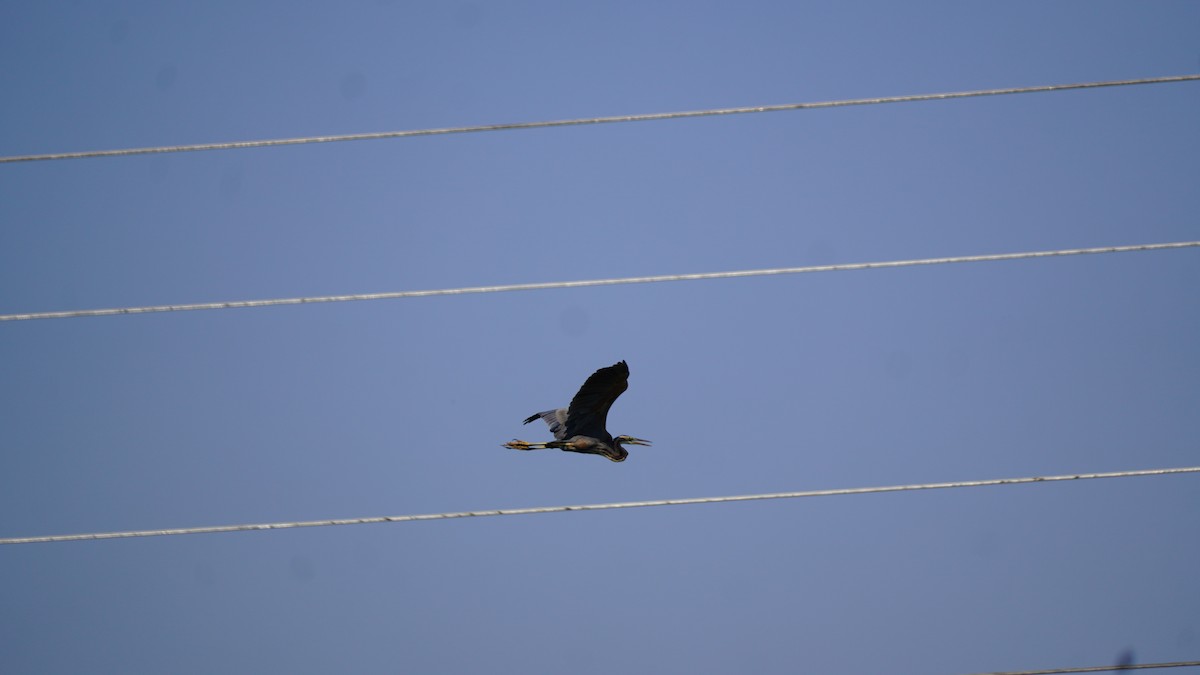 Purple Heron - ML645937898