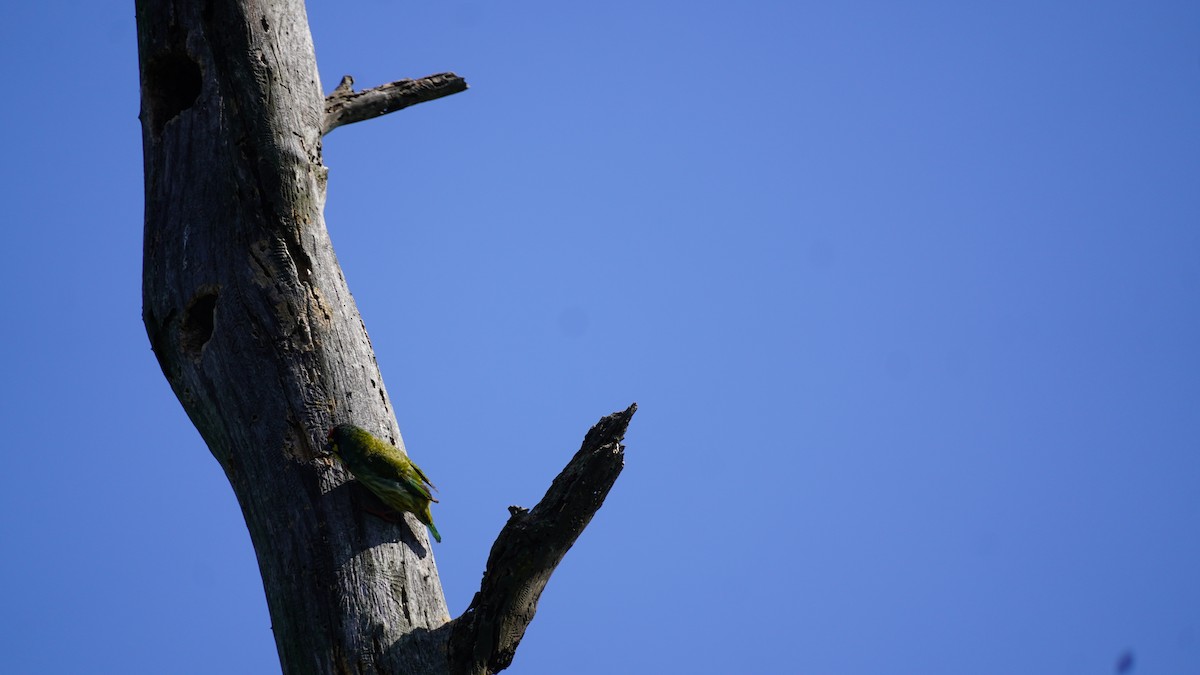 Coppersmith Barbet - ML645937901