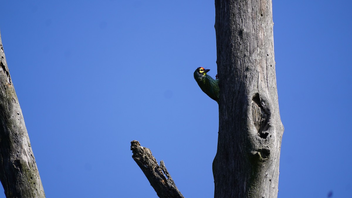 Coppersmith Barbet - ML645937902