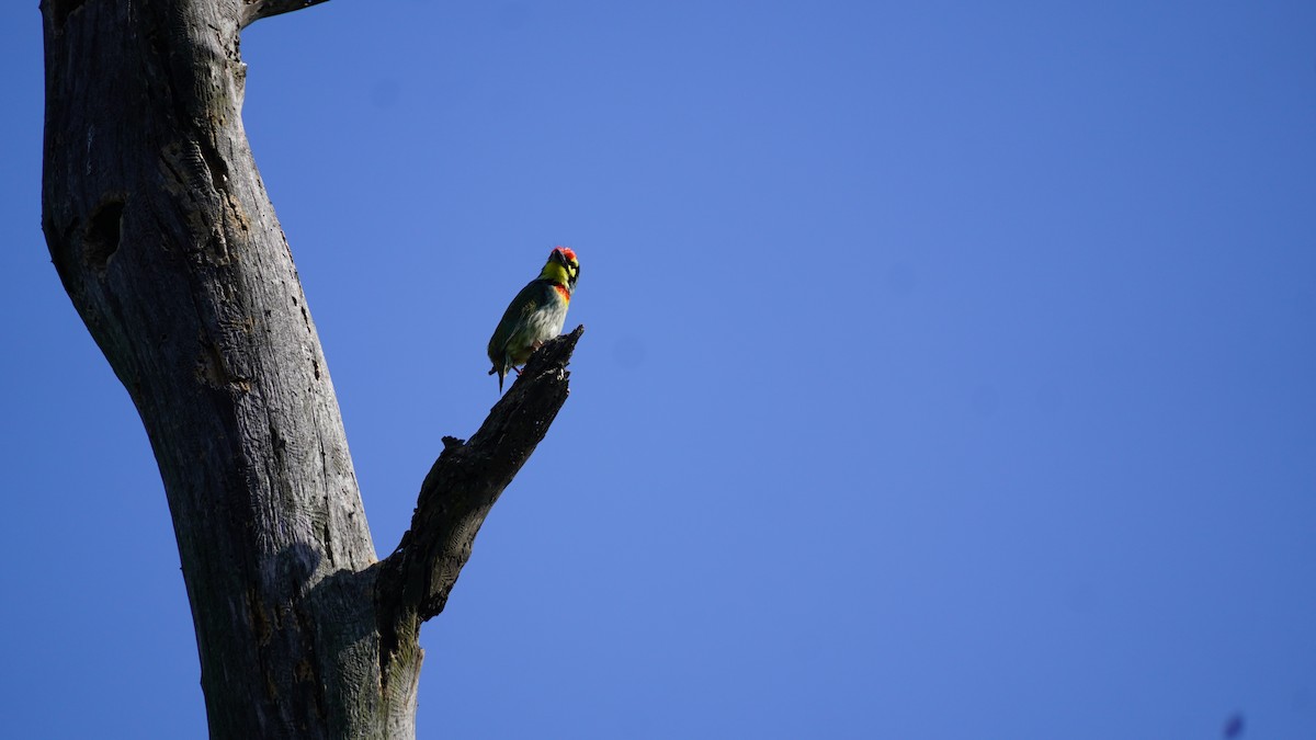 Coppersmith Barbet - ML645937903