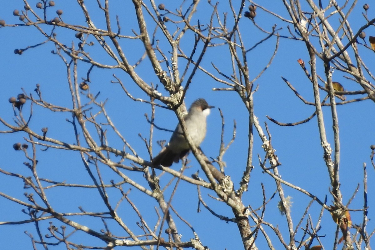 Ashy Bulbul - ML645937904