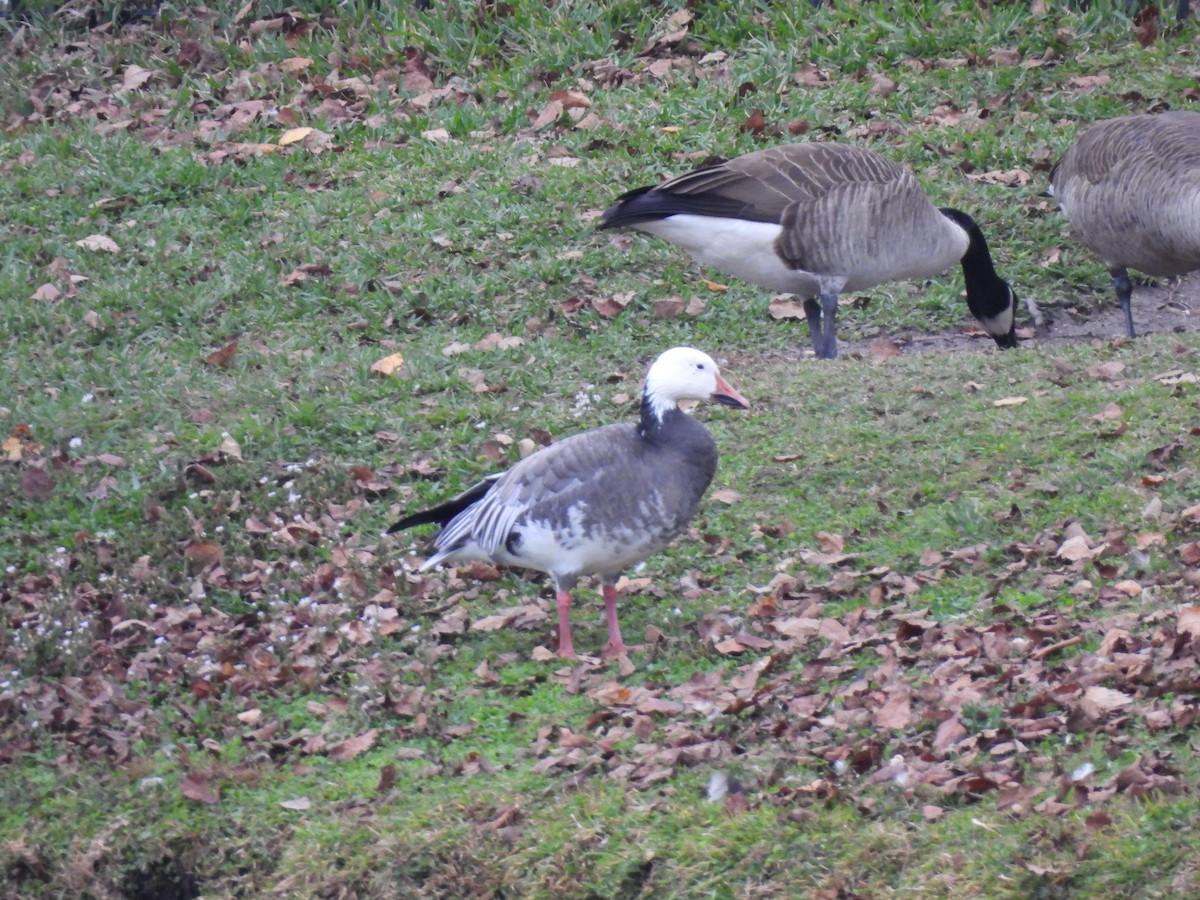 husa sněžní - ML645937906