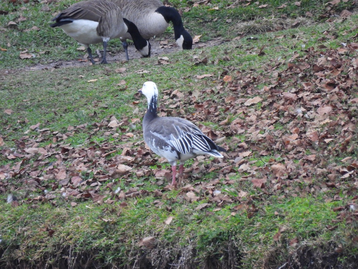 husa sněžní - ML645937907