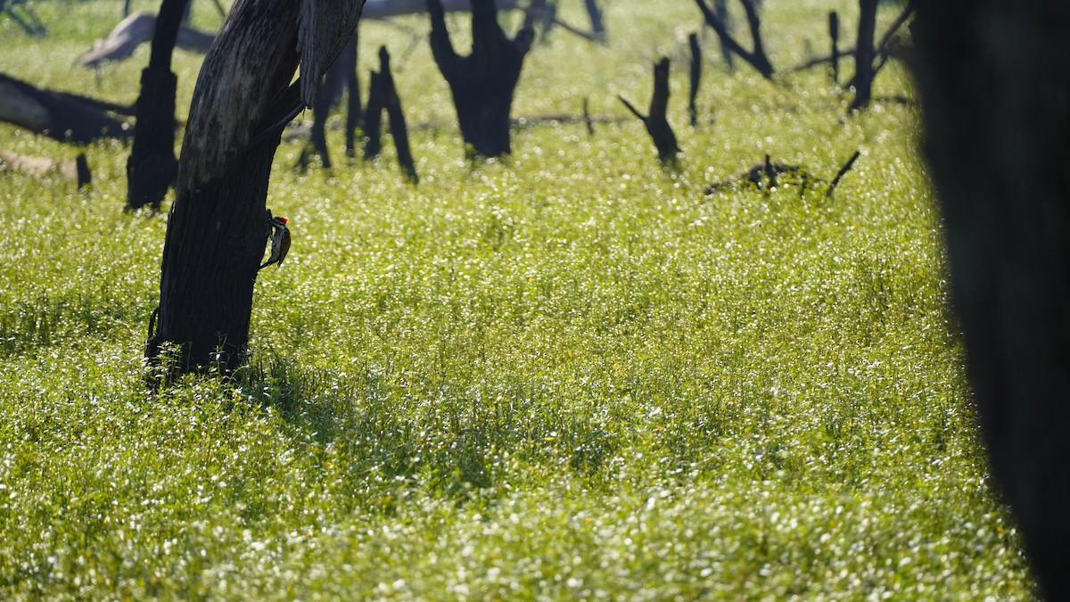 Black-rumped Flameback - ML645937908