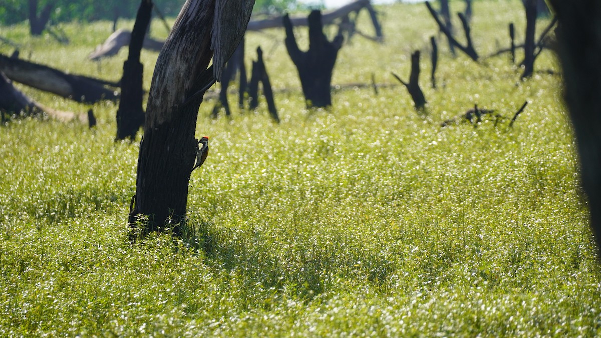 Black-rumped Flameback - ML645937909