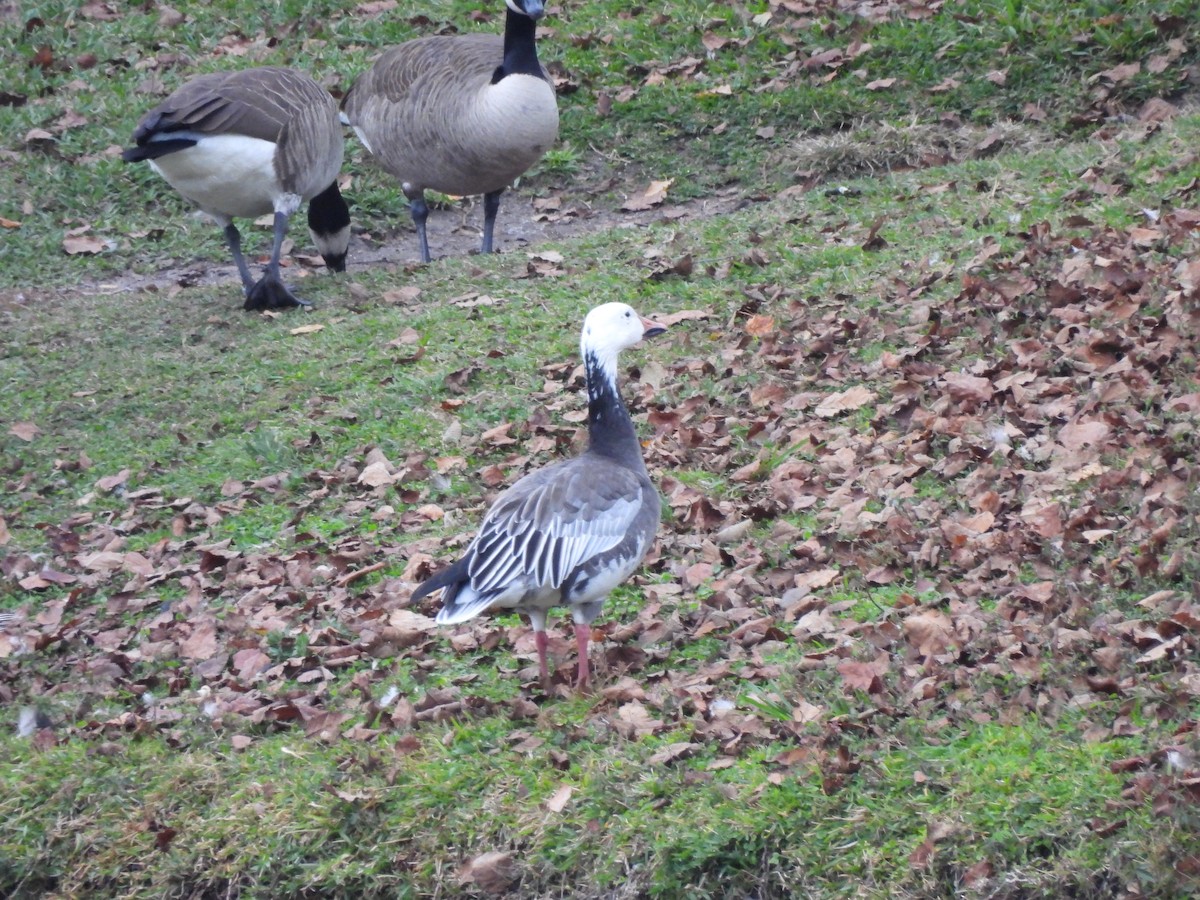 husa sněžní - ML645937910