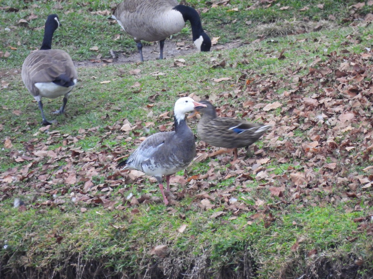 husa sněžní - ML645937911