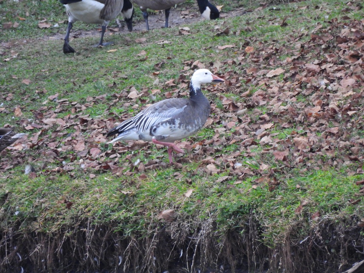 husa sněžní - ML645937912