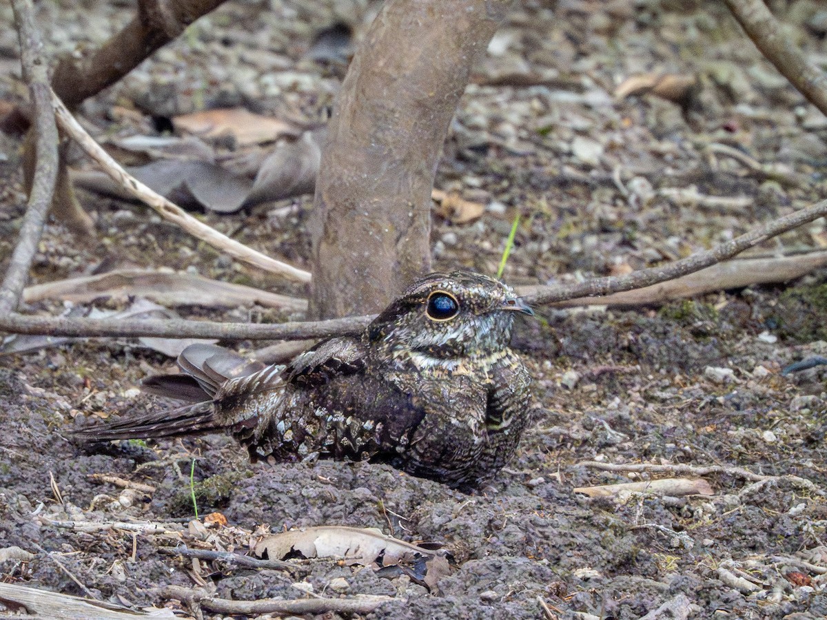 lelek rezavolímcový - ML645937930