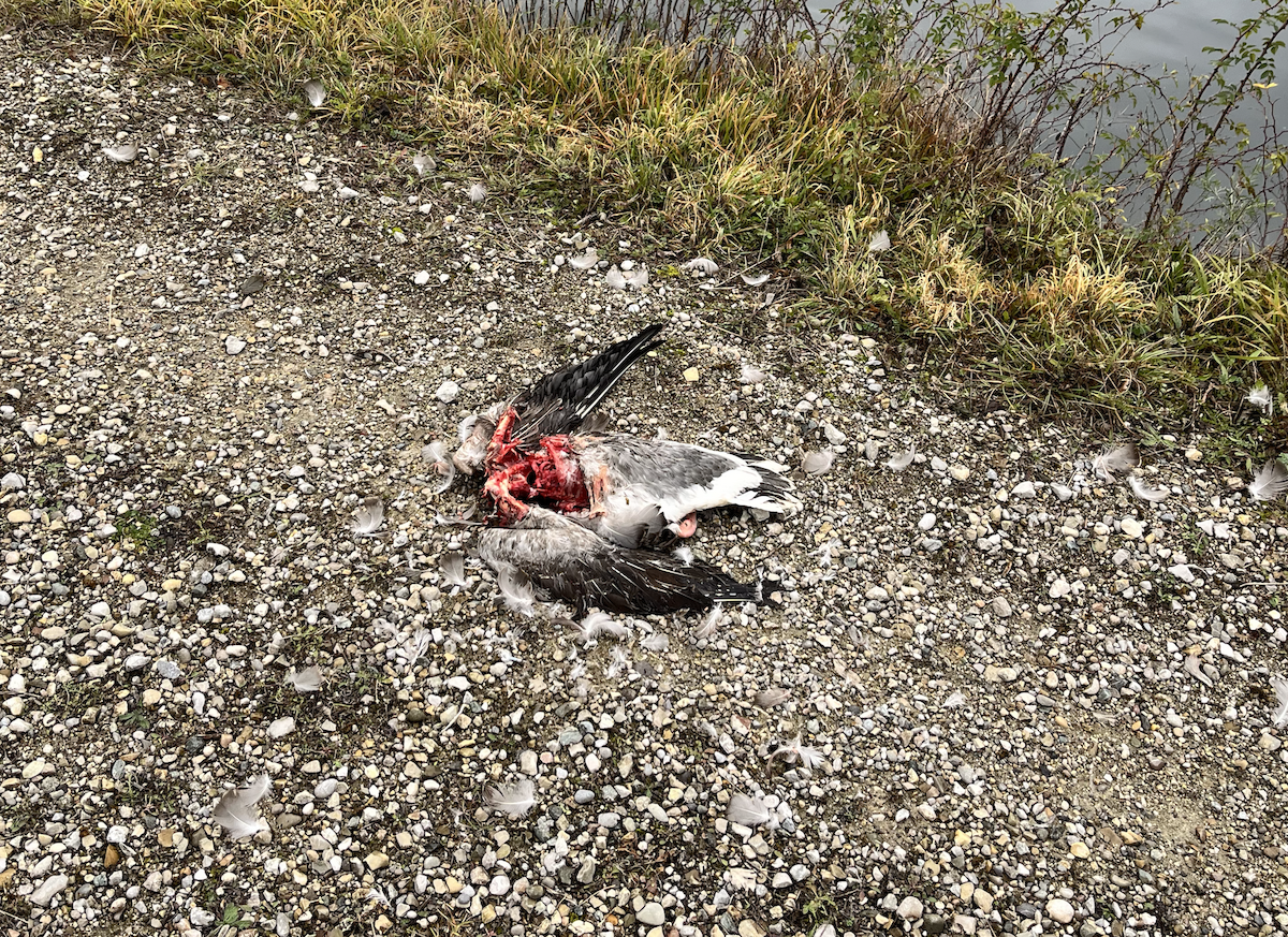 Гуска сіра - ML645937931