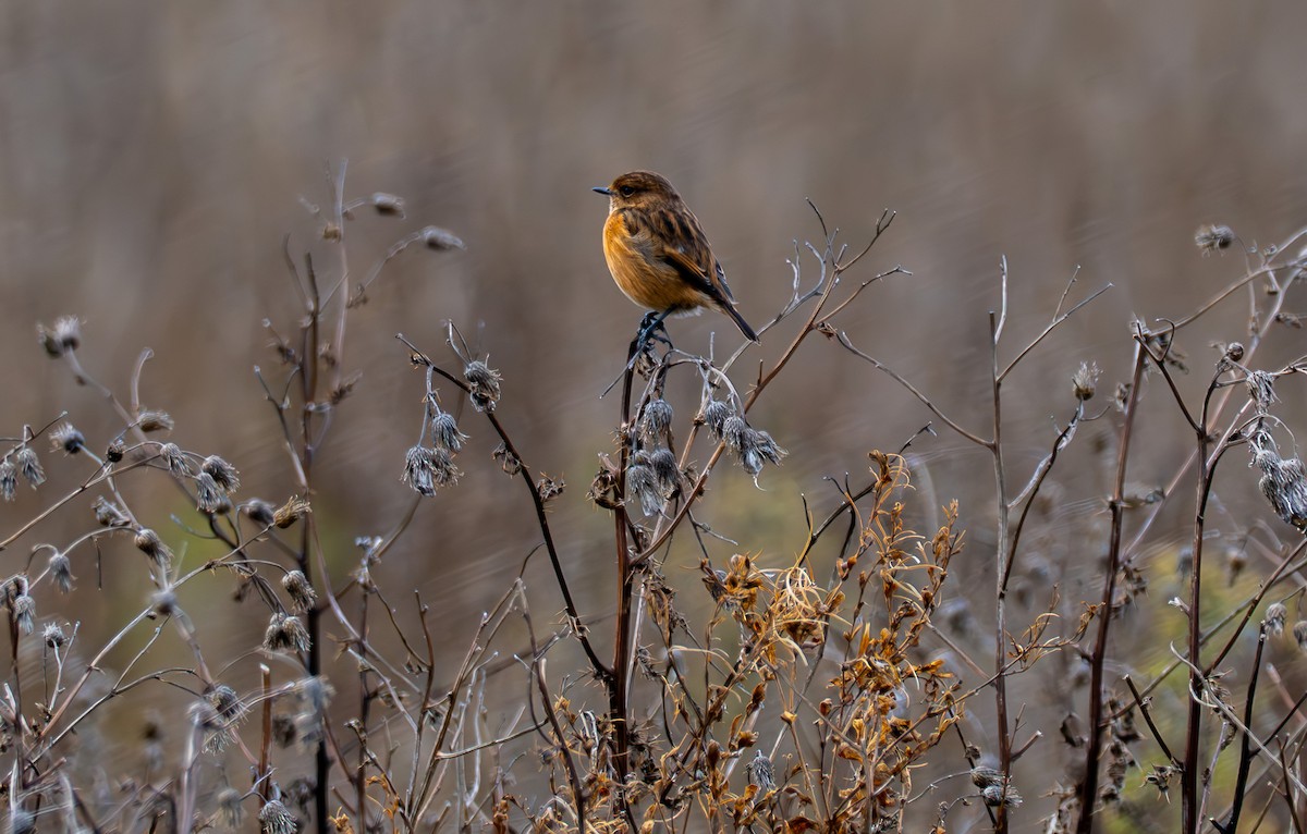 European Stonechat - ML645937934