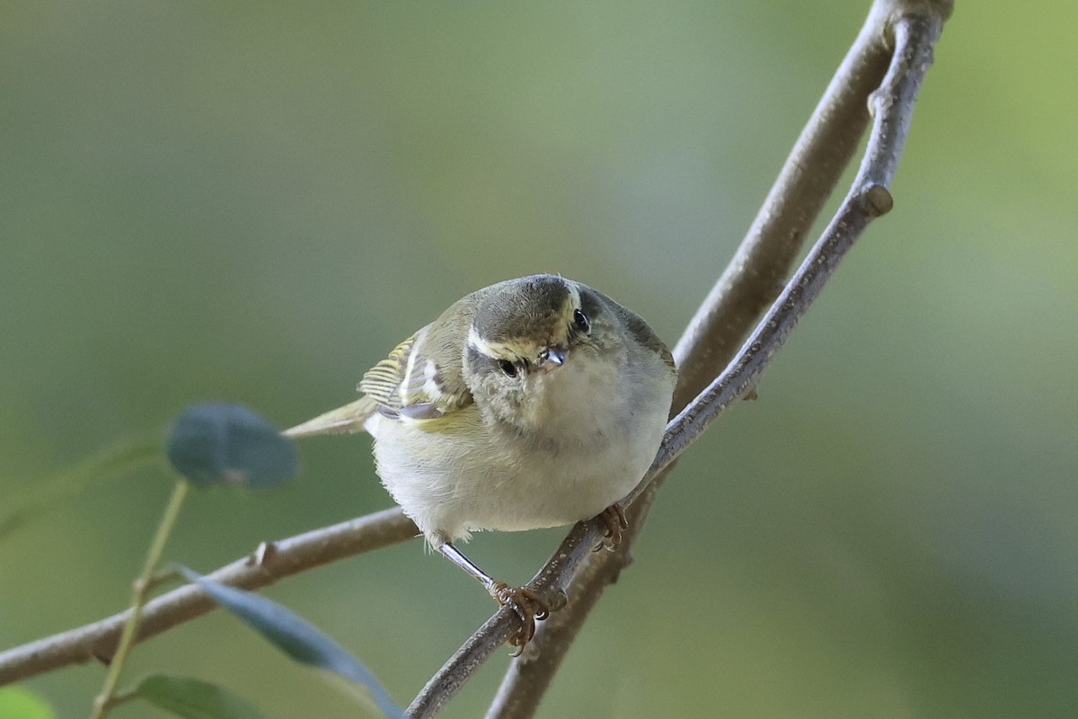 Yellow-browed Warbler - ML645937935