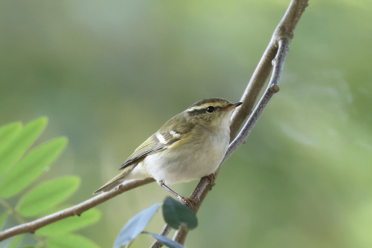 Yellow-browed Warbler - ML645937936