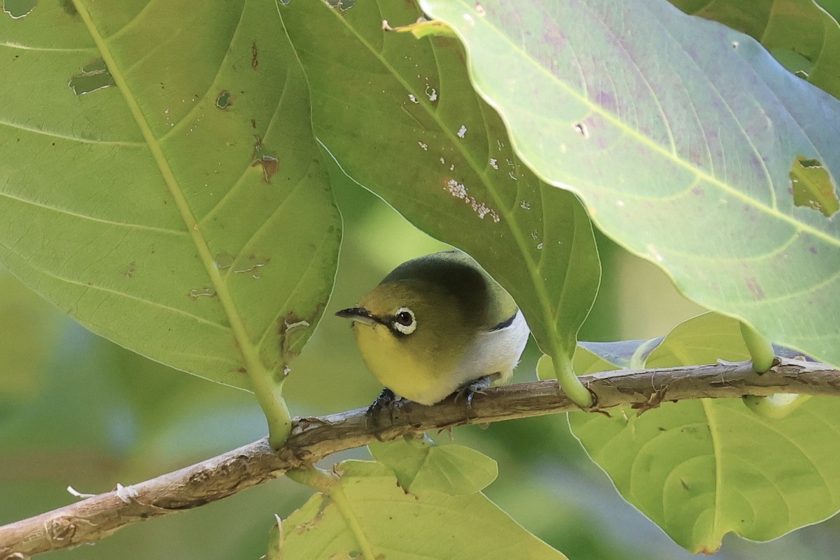 Swinhoe's White-eye - ML645937937