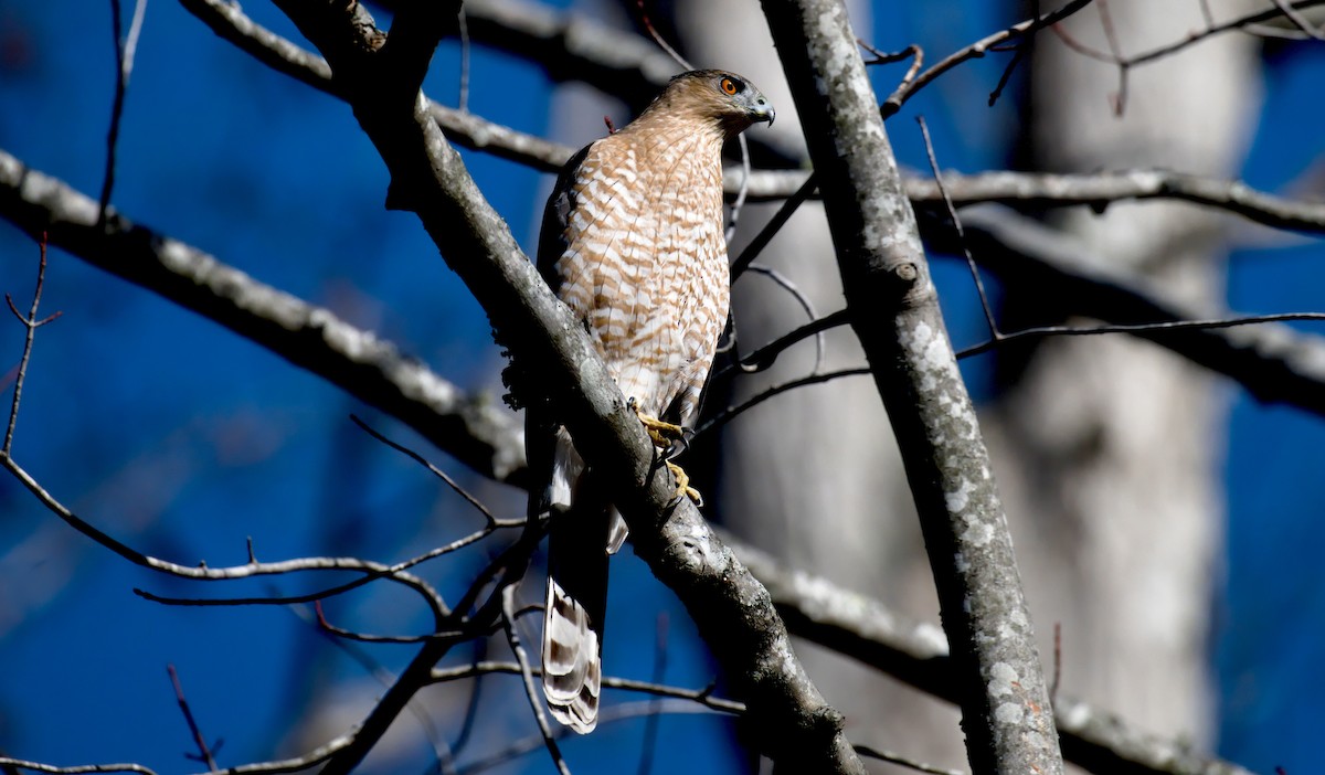 Cooper's Hawk - ML645937947