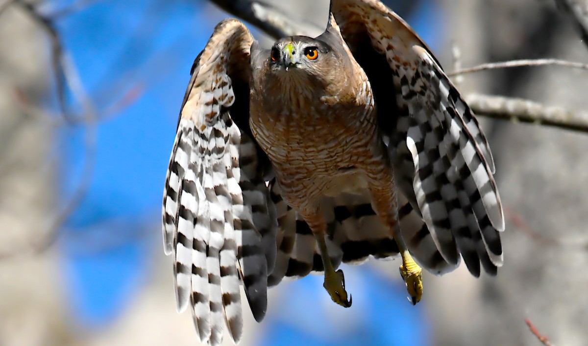 Cooper's Hawk - ML645937952