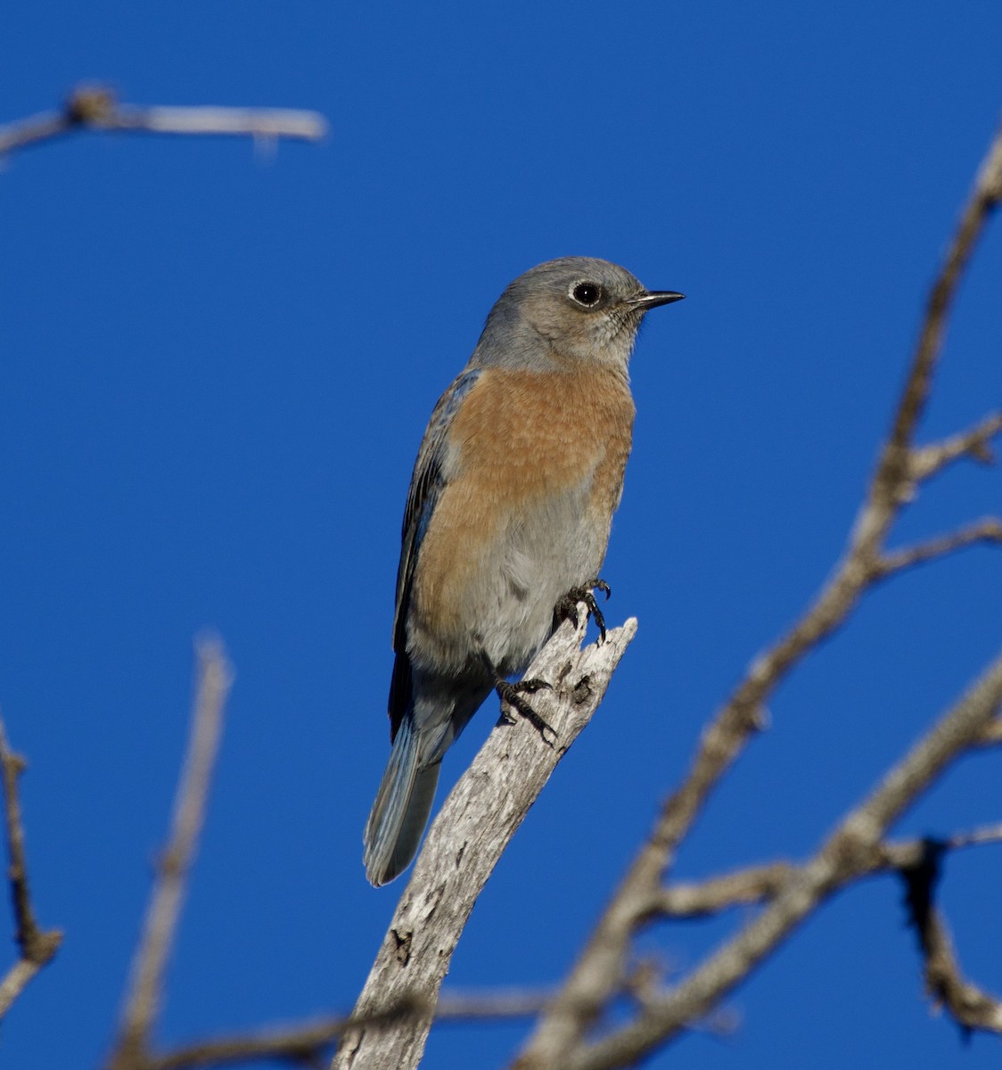Western Bluebird - ML645937953