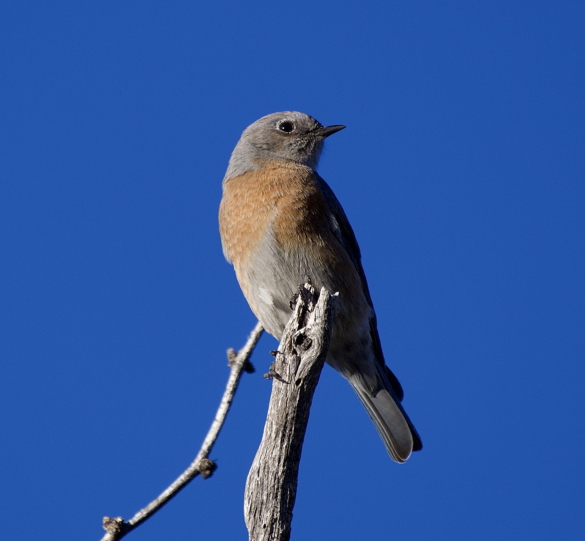 Western Bluebird - ML645937954