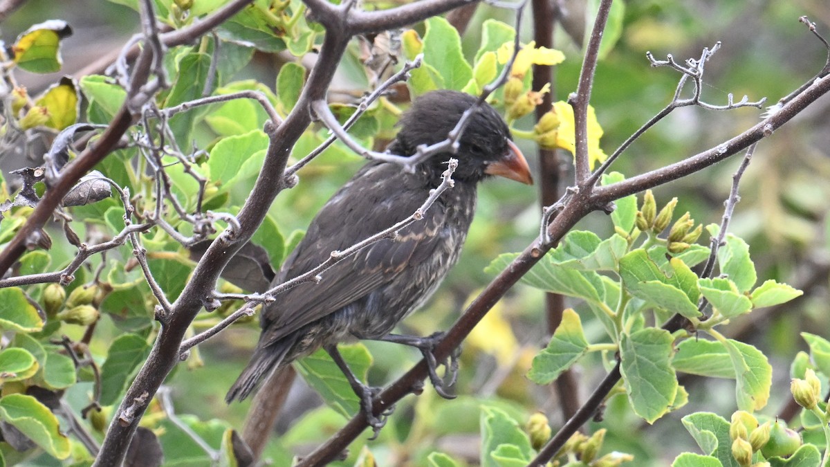 Genovesa Cactus-Finch - ML645937967