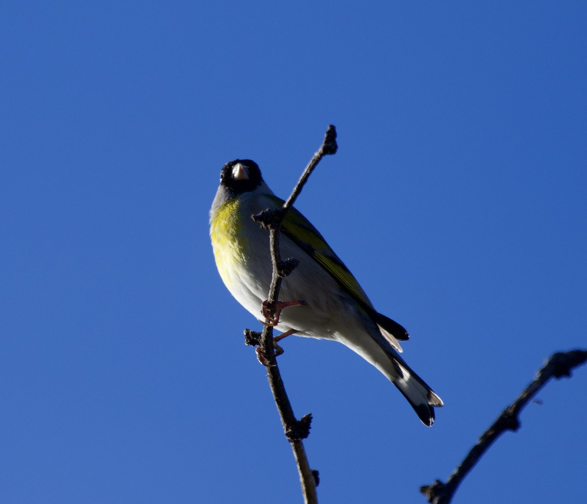 Lawrence's Goldfinch - ML645937968