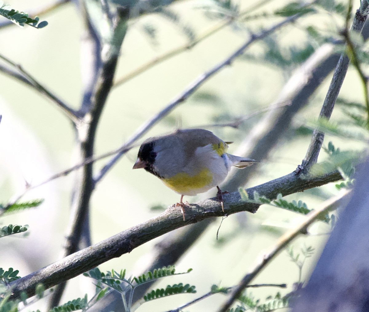 Lawrence's Goldfinch - ML645937969