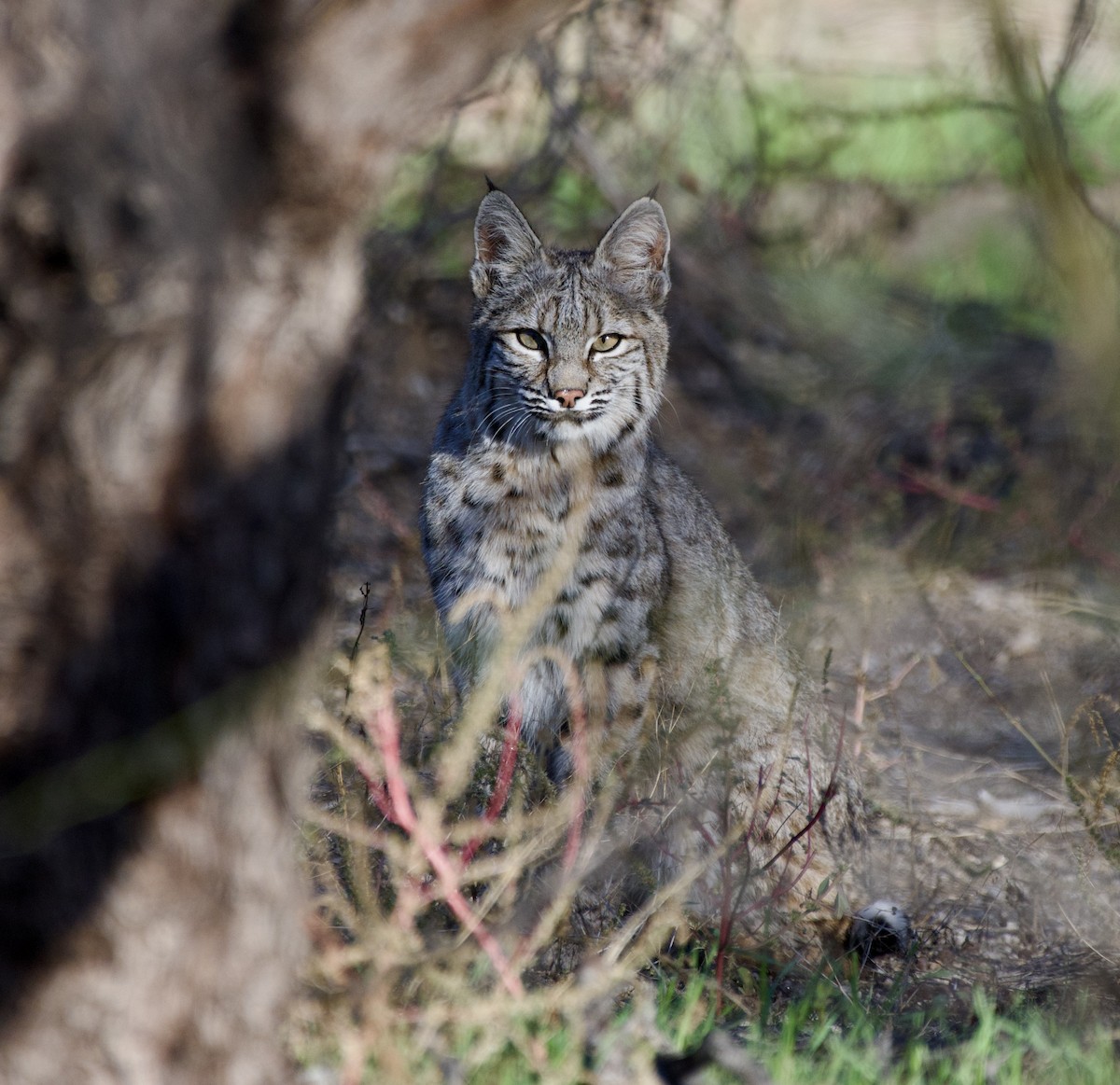 Western Bobcat - ML645937983