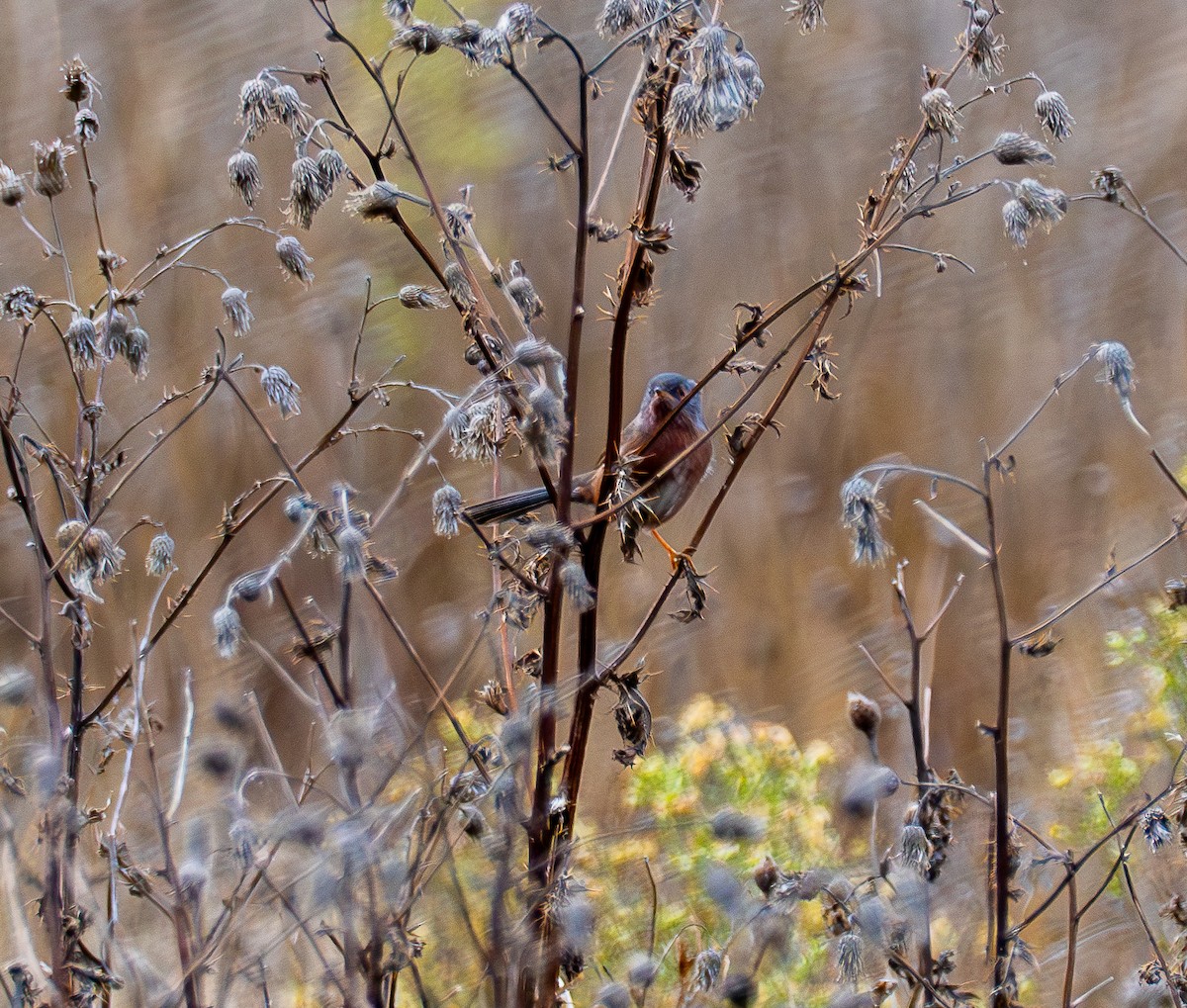 Magnanina comune - ML645937986