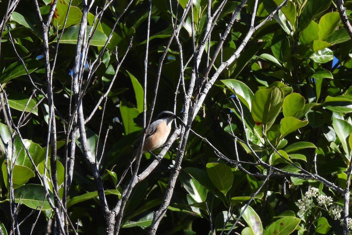 Gray-backed Shrike - ML645937987